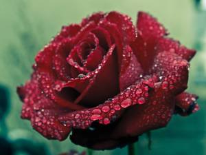 rained-rose-wallpaper-flowers-34561022-1032-774